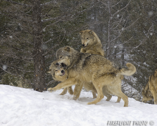 wildlife;Wolf;Wolves;Canis lupus;Gray Wolf;Timber Wolf;Montana;AOM;Snarling;Growling