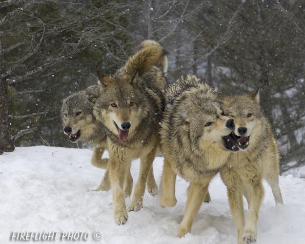 wildlife;Wolf;Wolves;Canis lupus;Gray Wolf;Timber Wolf;Montana;AOM;Interaction