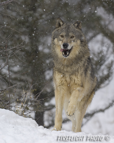 wildlife;Wolf;Wolves;Canis lupus;Gray Wolf;Timber Wolf;Montana;AOM;Snow;Running