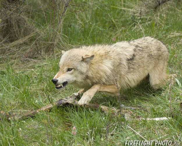 wildlife;Wolf;Wolves;Canis lupus;Gray Wolf;Timber Wolf;Montana;AOM;Snarling;Growling