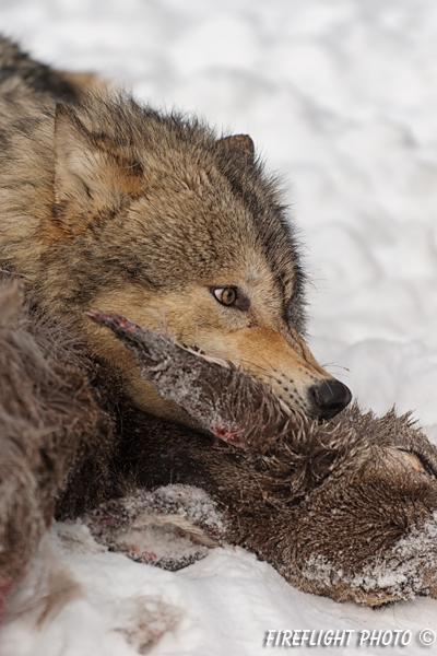 wildlife;Wolf;Wolves;Canis lupus;Gray Wolf;Timber Wolf;Montana;AOM;Head Shot