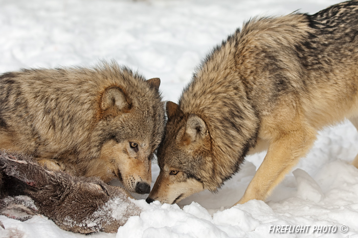 wildlife;Wolf;Wolves;Canis lupus;Gray Wolf;Timber Wolf;Montana;AOM;Carcass