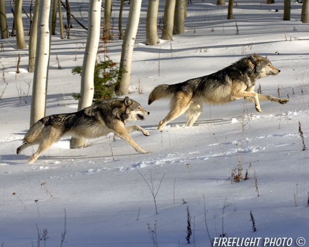 wildlife;Wolf;Wolves;Canis lupus;Gray Wolf;Timber Wolf;Montana;AOM;Aspen;Running;Snow