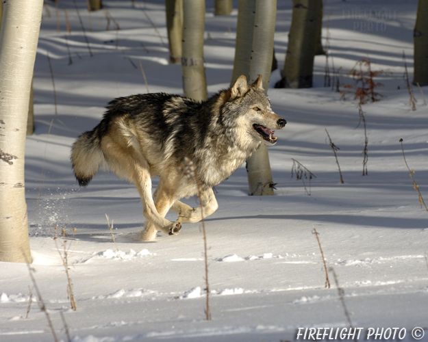 wildlife;Wolf;Wolves;Canis lupus;Gray Wolf;Timber Wolf;Montana;AOM;Snow;Aspen;Running