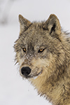 wildlife;Wolf;Wolves;Canis-Lupus;snow;portrait;head-shot;Montana;MT;D5;2018