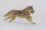 wildlife;Wolf;Wolves;Canis-Lupus;snow;run;running;Montana;MT;D5;2018