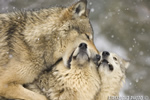 wildlife;Wolf;Wolves;Canis-lupus;Gray-Wolf;Timber-Wolf;Montana;AOM;Snarling;Growling