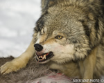 wildlife;Wolf;Wolves;Canis-lupus;Gray-Wolf;Timber-Wolf;Montana;AOM;Head-Shot;Carcass