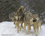 wildlife;Wolf;Wolves;Canis-lupus;Gray-Wolf;Timber-Wolf;Montana;AOM;Interaction