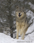 wildlife;Wolf;Wolves;Canis-lupus;Gray-Wolf;Timber-Wolf;Montana;AOM;Snow;Running