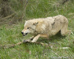 wildlife;Wolf;Wolves;Canis-lupus;Gray-Wolf;Timber-Wolf;Montana;AOM;Snarling;Growling