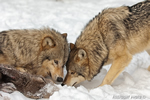 wildlife;Wolf;Wolves;Canis-lupus;Gray-Wolf;Timber-Wolf;Montana;AOM;Carcass