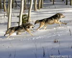 wildlife;Wolf;Wolves;Canis-lupus;Gray-Wolf;Timber-Wolf;Montana;AOM;Aspen;Running;Snow