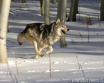 wildlife;Wolf;Wolves;Canis-lupus;Gray-Wolf;Timber-Wolf;Montana;AOM;Snow;Aspen;Running