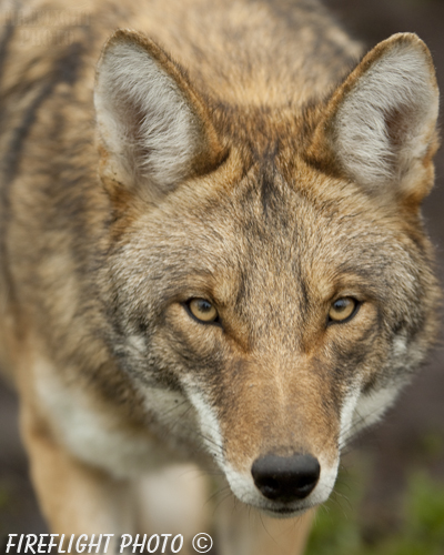 Wildlife;coyote;prairie wolf;Canis latrans;Canada