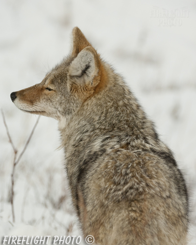 Wildlife;coyote;prairie wolf;Canis latrans;snow;yellowstone np;wyoming