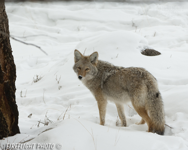 Wildlife;coyote;prairie wolf;Canis latrans;snow;yellowstone np;wyoming