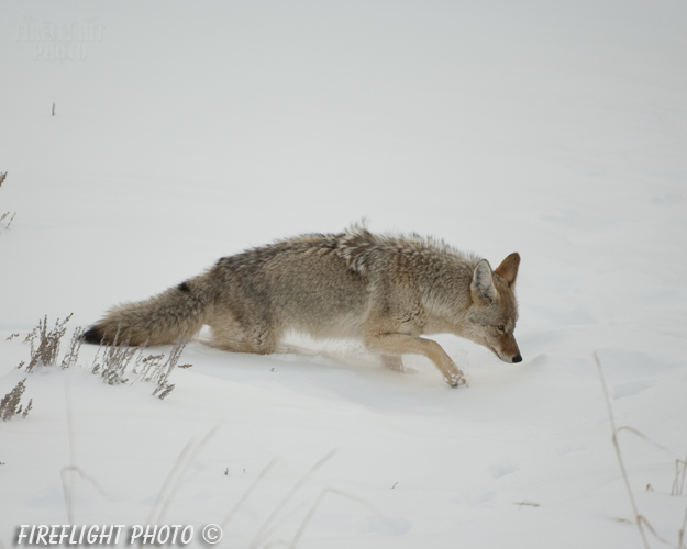 Wildlife;coyote;prairie wolf;Canis latrans;snow;yellowstone np;wyoming