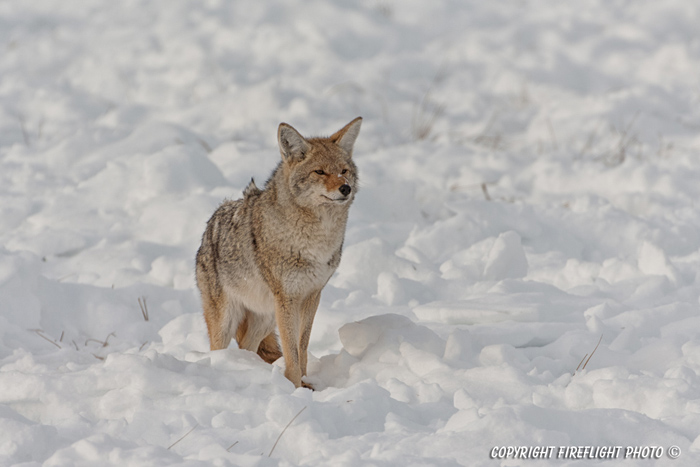 Wildlife;coyote;prairie wolf;Canis latrans;snow;yellowstone np;wyoming