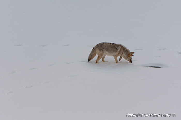 Wildlife;coyote;prairie wolf;Canis latrans;snow;yellowstone np;wyoming