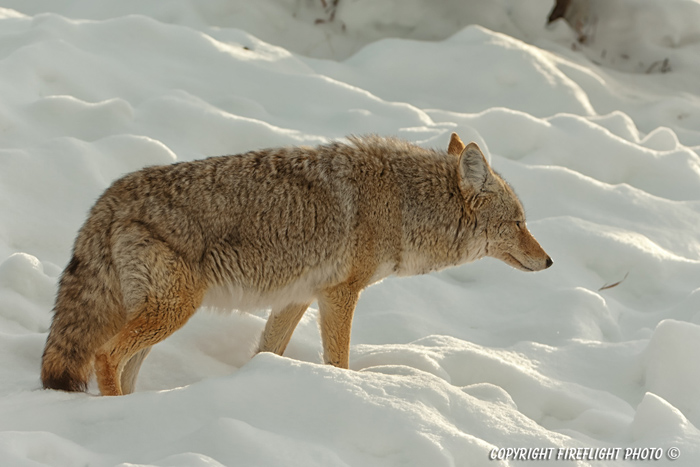 Wildlife;coyote;prairie wolf;Canis latrans;snow;yellowstone np;wyoming