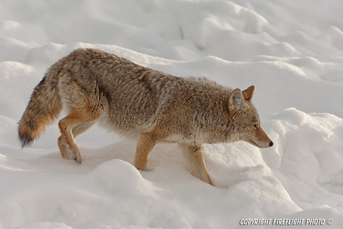 Wildlife;coyote;prairie wolf;Canis latrans;snow;yellowstone np;wyoming