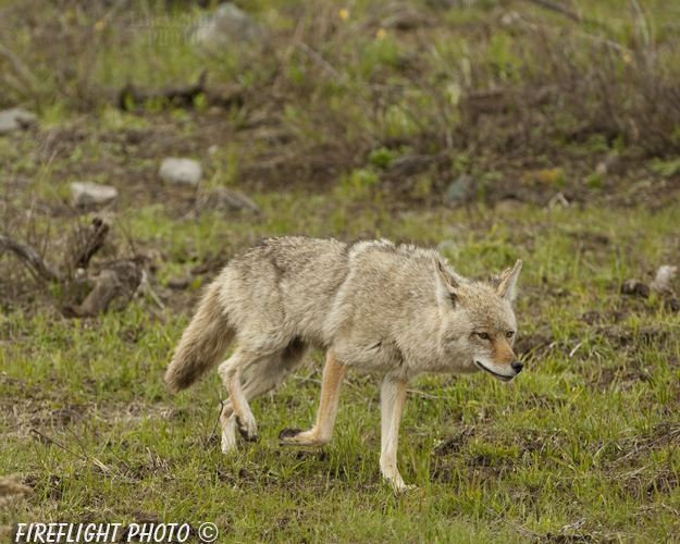 Wildlife;coyote;prairie wolf;Canis latrans;grass;yellowstone np;wyoming