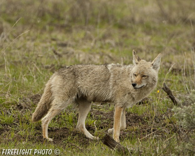 Wildlife;coyote;prairie wolf;Canis latrans;grass;yellowstone np;wyoming