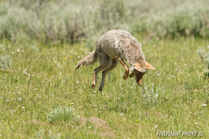 Wildlife;coyote;prairie wolf;Canis latrans;snow;yellowstone np;wyoming;D4