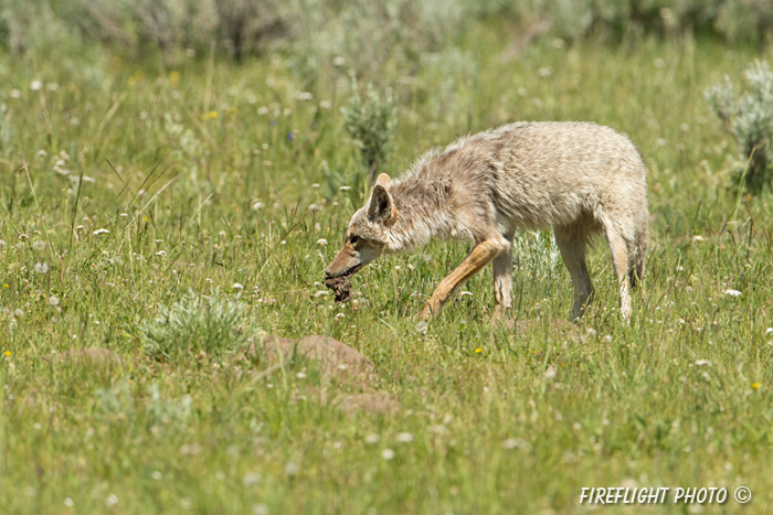 Wildlife;coyote;prairie wolf;Canis latrans;snow;yellowstone np;wyoming;D4