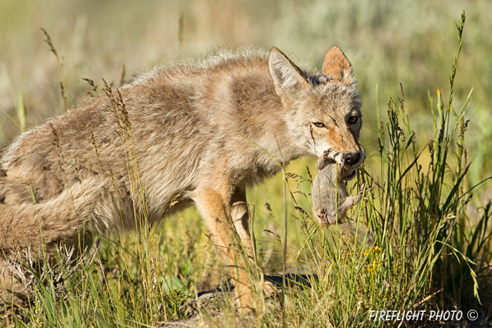 Wildlife;coyote;prairie wolf;Canis latrans;snow;yellowstone np;wyoming;D4