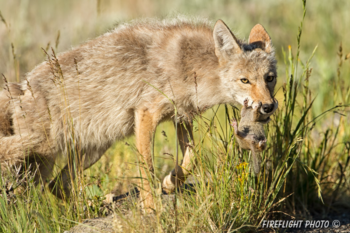 Wildlife;coyote;prairie wolf;Canis latrans;snow;yellowstone np;wyoming;D4