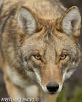 Wildlife;coyote;prairie-wolf;Canis-latrans;Canada