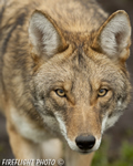 Wildlife;coyote;prairie-wolf;Canis-latrans;Canada