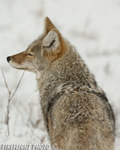 Wildlife;coyote;prairie-wolf;Canis-latrans;snow;yellowstone-np;wyoming