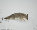 Wildlife;coyote;prairie-wolf;Canis-latrans;snow;yellowstone-np;wyoming