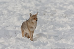 Wildlife;coyote;prairie-wolf;Canis-latrans;snow;yellowstone-np;wyoming