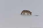 Wildlife;coyote;prairie-wolf;Canis-latrans;snow;yellowstone-np;wyoming