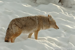 Wildlife;coyote;prairie-wolf;Canis-latrans;snow;yellowstone-np;wyoming