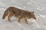 Wildlife;coyote;prairie-wolf;Canis-latrans;snow;yellowstone-np;wyoming