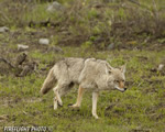 Wildlife;coyote;prairie-wolf;Canis-latrans;grass;yellowstone-np;wyoming