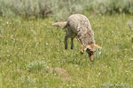 Wildlife;coyote;prairie-wolf;Canis-latrans;snow;yellowstone-np;wyoming;D4