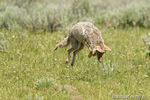 Wildlife;coyote;prairie-wolf;Canis-latrans;snow;yellowstone-np;wyoming;D4