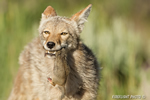 Wildlife;coyote;prairie-wolf;Canis-latrans;snow;yellowstone-np;wyoming;D4