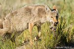 Wildlife;coyote;prairie-wolf;Canis-latrans;snow;yellowstone-np;wyoming;D4