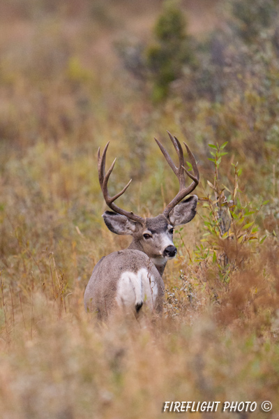 Wildlife;Deer;mule Deer;Buck;Odocoileus hemionus;Grass;Grand Tetons NP;Wyoming;D4