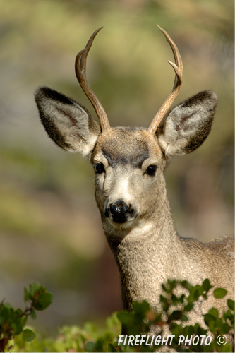 wildlife;Deer;Mule Deer;Odocoileus hemionus;Bryce NP;Head Shot;UTAH