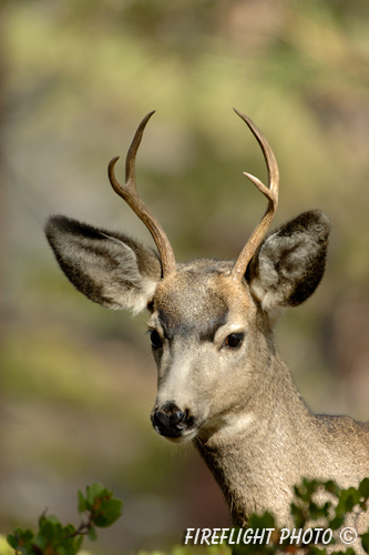 wildlife;Deer;Mule Deer;Odocoileus hemionus;Bryce NP;Head Shot;UTAH
