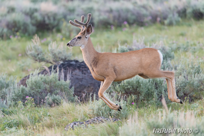 Wildlife;Deer;mule Deer;Buck;Odocoileus hemionus;Grass;Yellowstone NP;Wyoming;D4