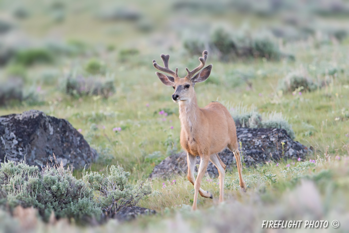 Wildlife;Deer;Mule Deer;Buck;Odocoileus hemionus;Grass;Yellowstone NP;Wyoming;D4